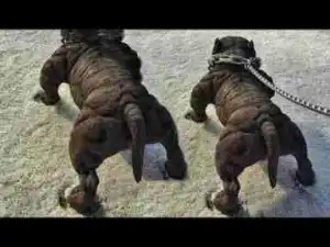 Video: Top 10 Most Popular Small Dogs